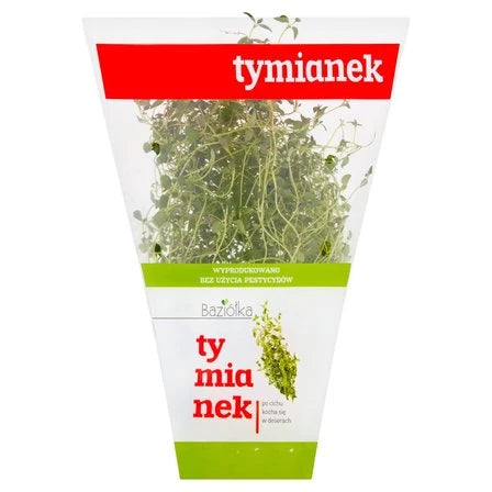 BAZIÓŁKA Tymianek w doniczce 1 szt.